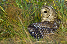 Barred Owl